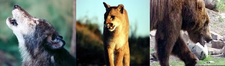 Wolf, mountain lion, and grizzly bear photo